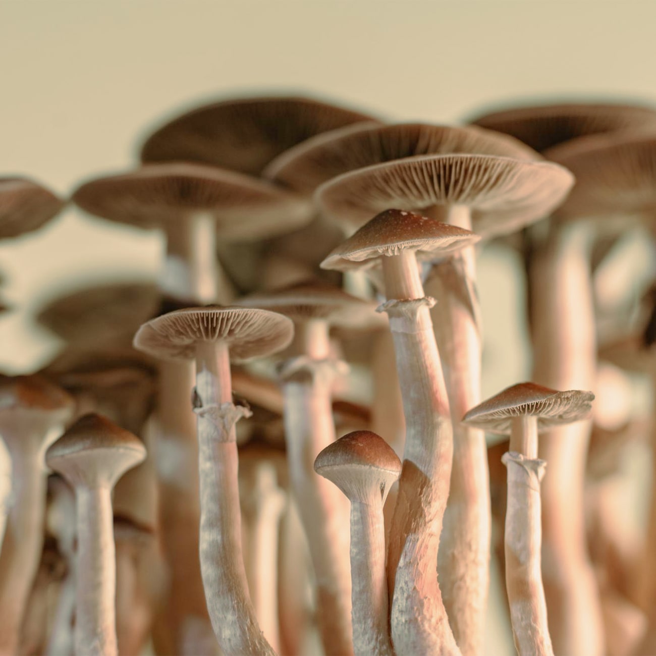 Magic Mushrooms Gummies: The Ultimate Nourishing and Healing Power
