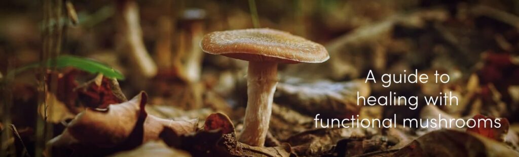 Functional-mushrooms