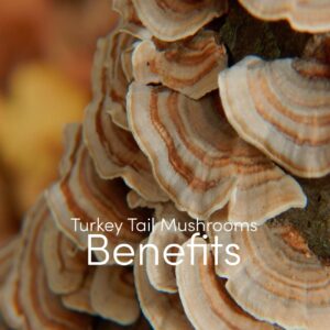 Turkey tail mushrooms benefits